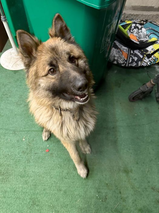 Помесь овчарки и лайки.