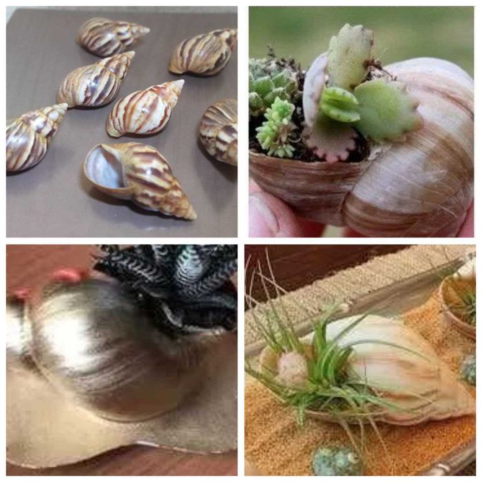 Продам ракушки для аквариума, украшения интерьера и различных поделок.