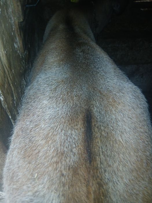 Vitea de 6 luni 200 kg in viu