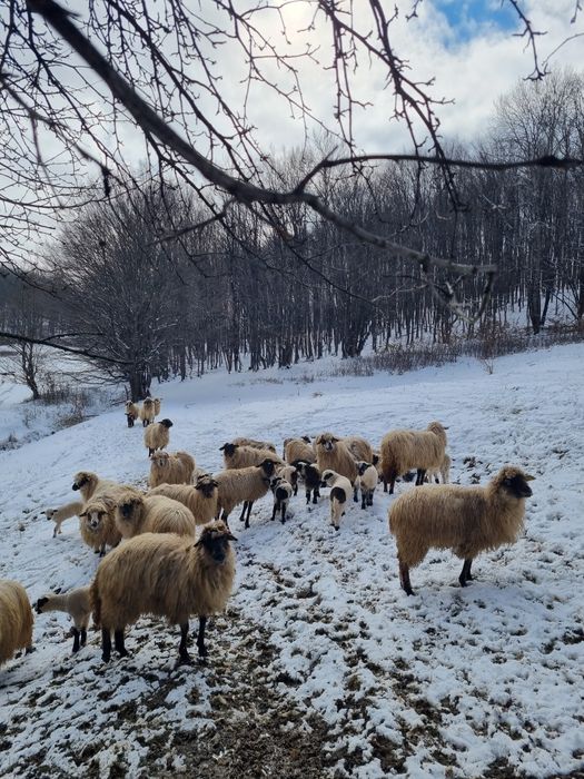 De vanzare oi cu mei