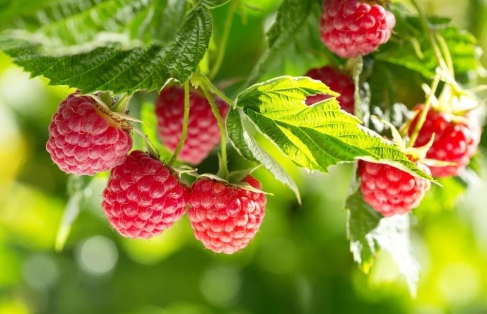 Малина кучатлари/ Саженцы малины