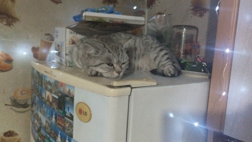 Найден кот британец