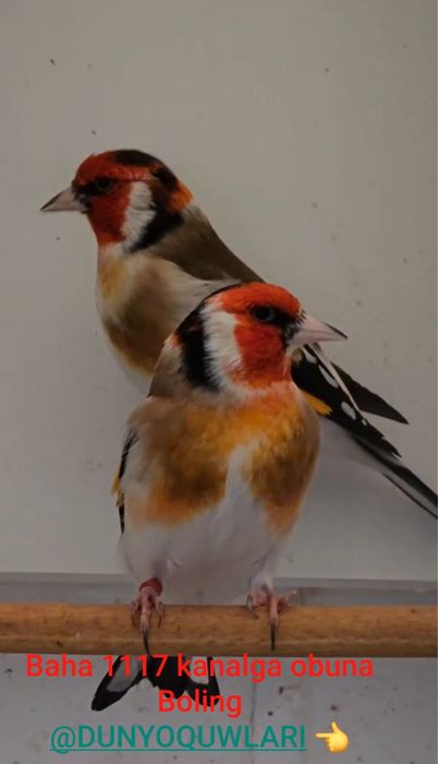 kokil norchi sotiladi