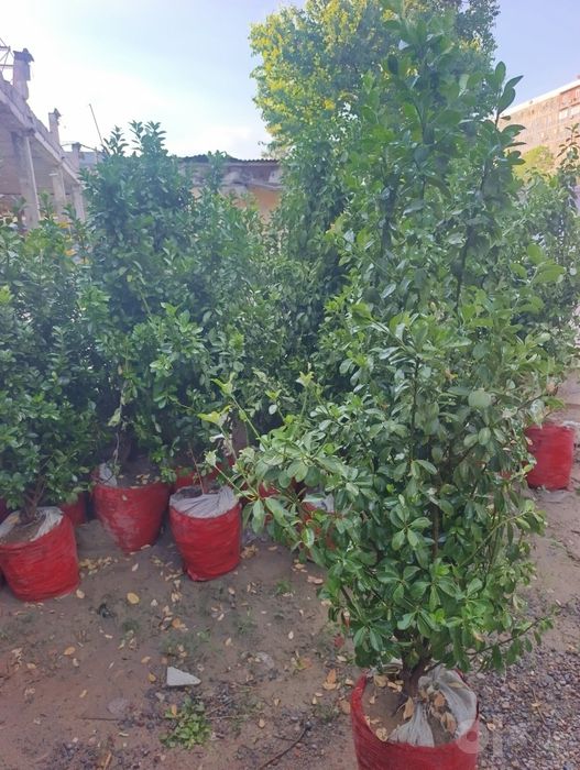 Самшит крупнолистный вечнозелёный