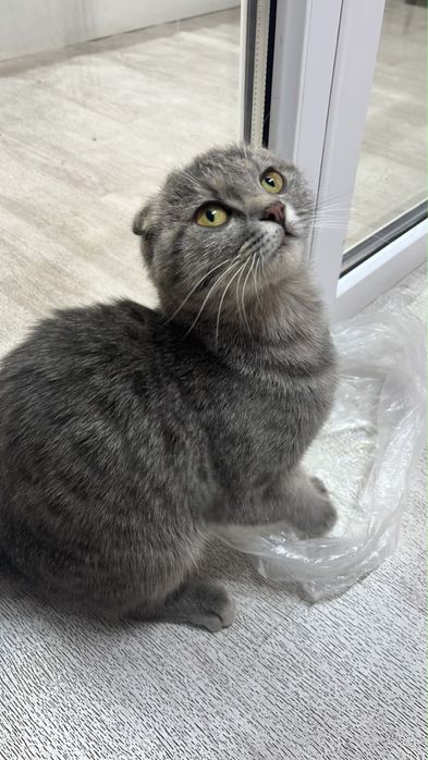 Породистая кошка