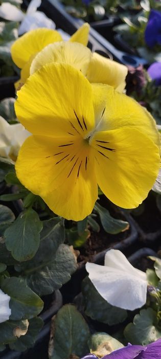 Продавам теменужки