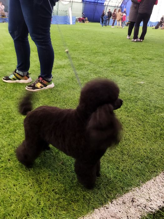 Вязка с Чемпионом Казахстана