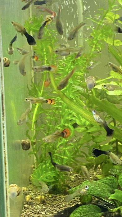 аквариумные рыбки и улитки