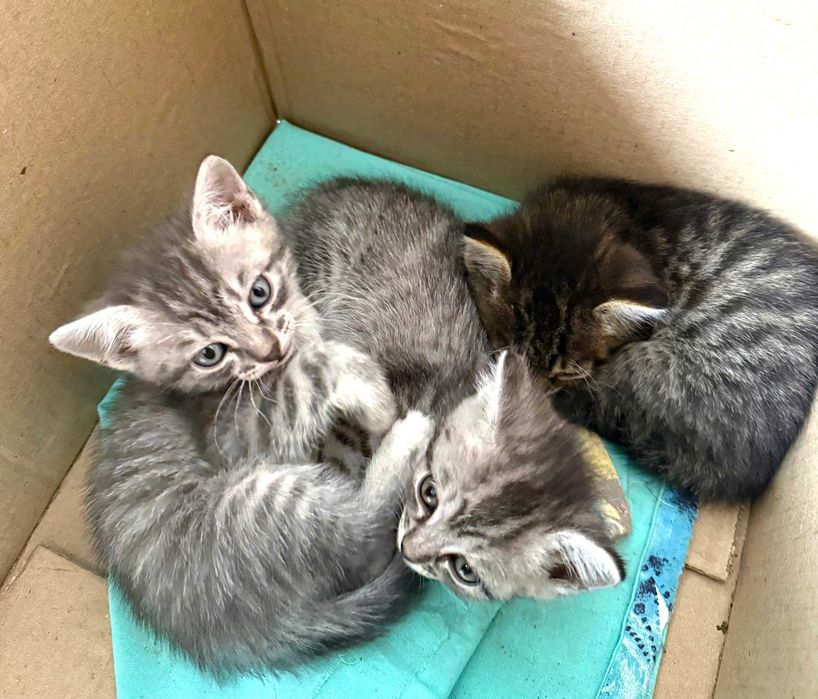 Отдам котят в добрые руки