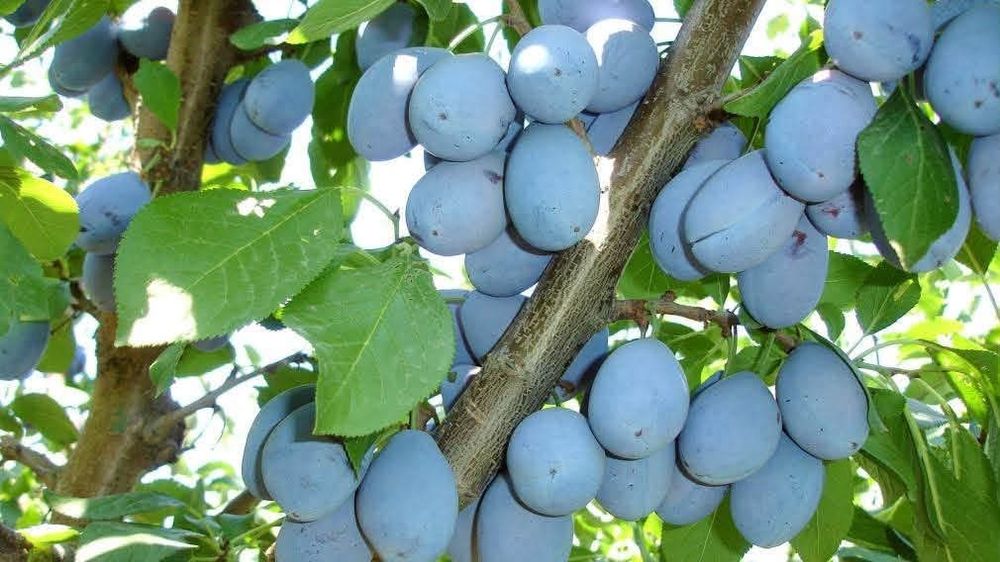 Vand prune de tuica