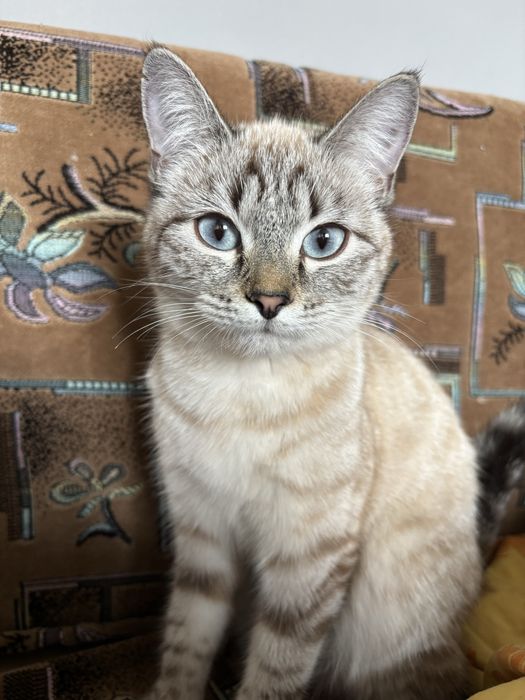 Кошка 6 месяцев