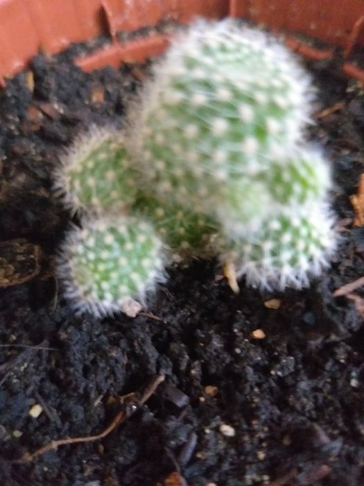 Продам молодые комнатные растения