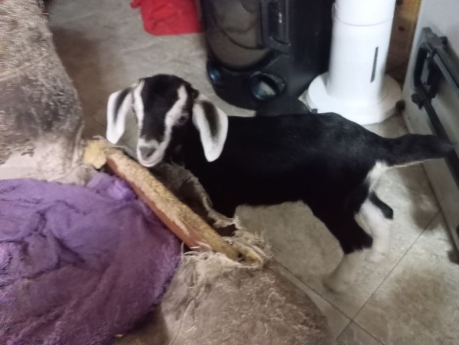 Продам козлят мальчиков