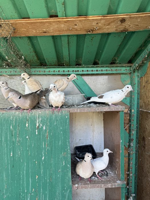 Turturici râzătoare