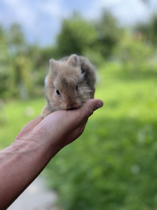 Iepurasi cu cap de leu