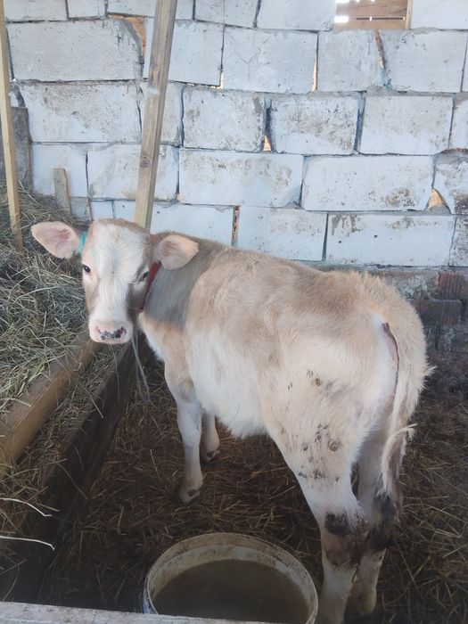 Vând o vitelusa de 3 luni