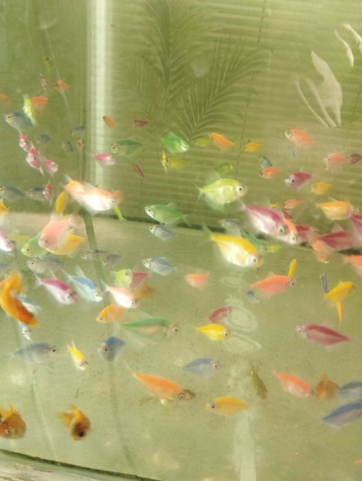 Тернеция Гло аквариумные рыбки