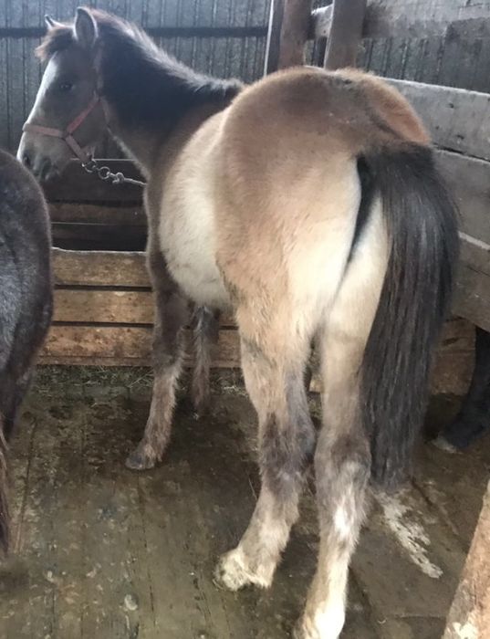 продам жеребенка он апрельский