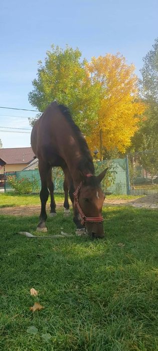 Vând cal castrat de 9  ani lung larg înalt de 1.67 la greabănă măsurat,  blând domol garantat fără năravuri.