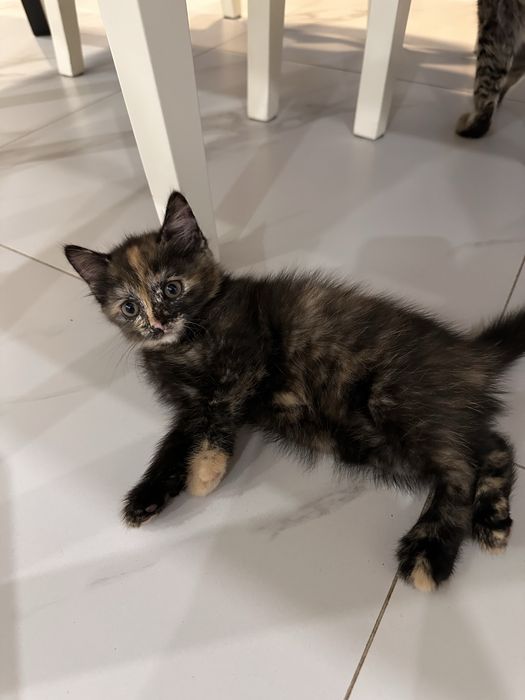 Котенок ищет постоянный дом