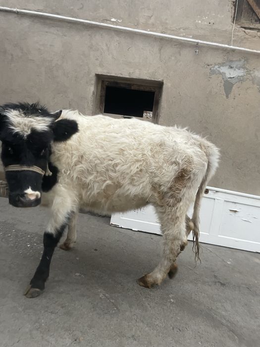 Ала тана сатылады