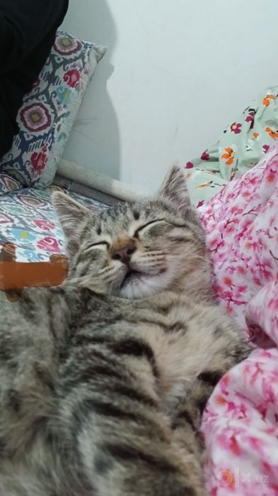 Котик в подарок в добрые руки