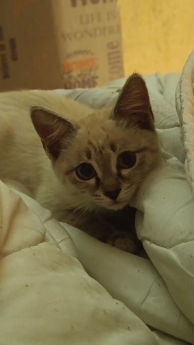 Отдам котёнка срочно.