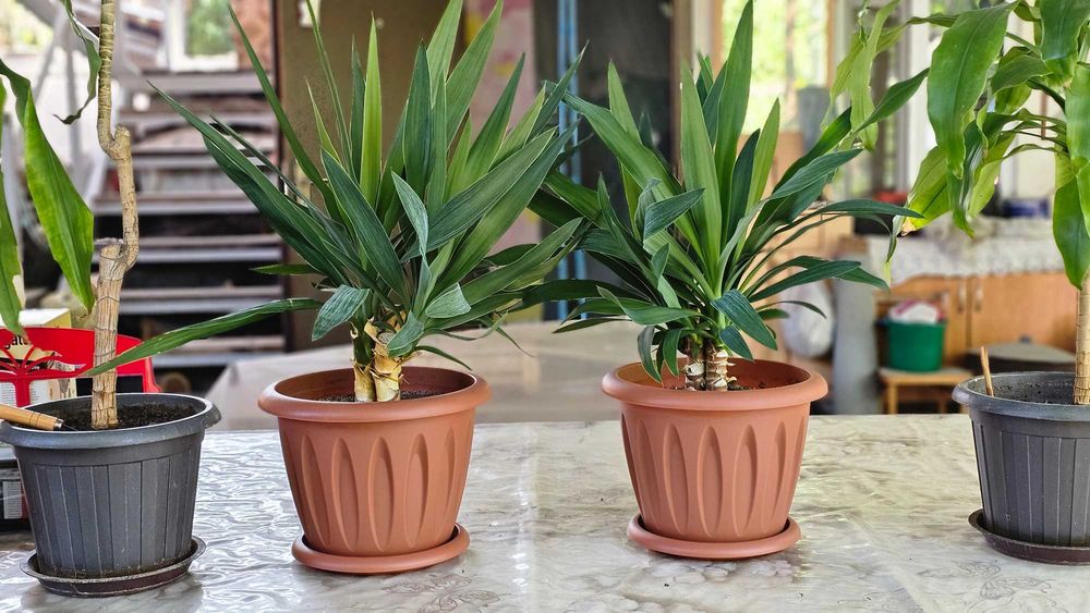 Продам растение Юкка