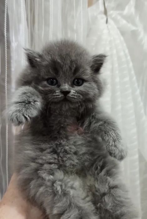 Продаются Шотландские котодетки