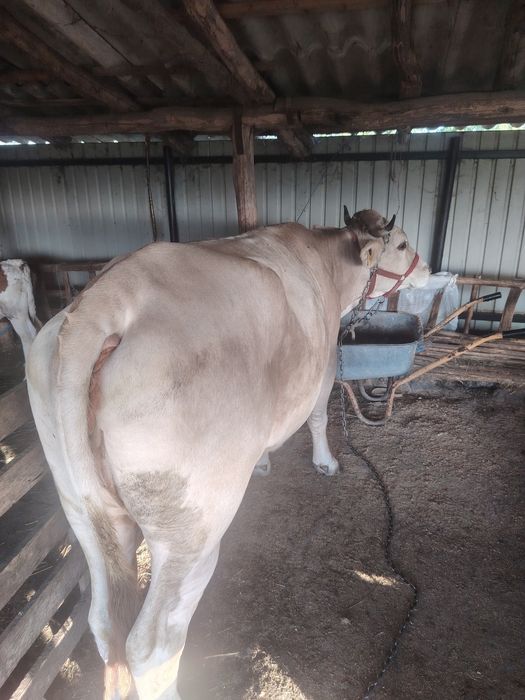 Vând vaca bruna maramures