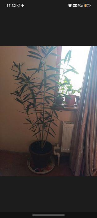 Гуллар бухородан ва когон да 20 дона сотилади