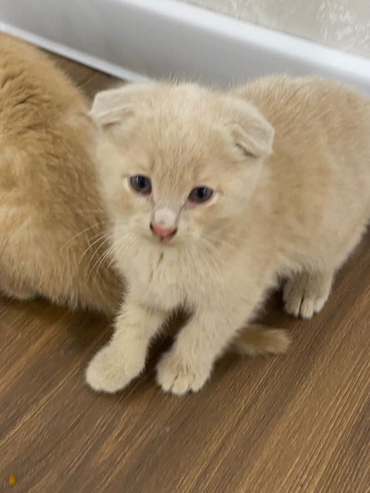 Шотландская вислоухая и прямоухая