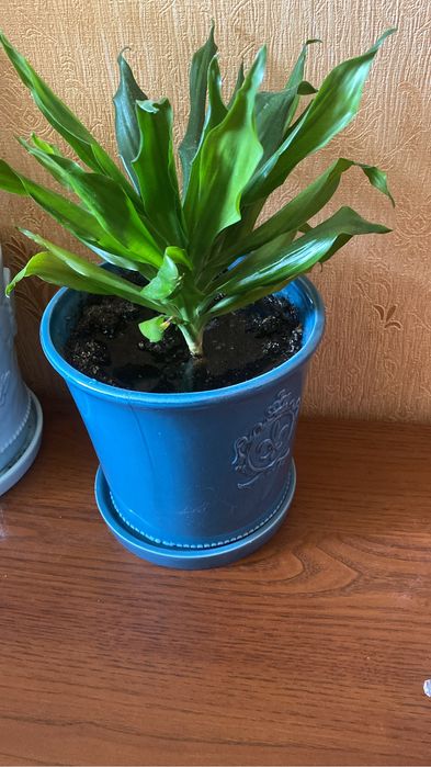 самые красивые комнатные цветы