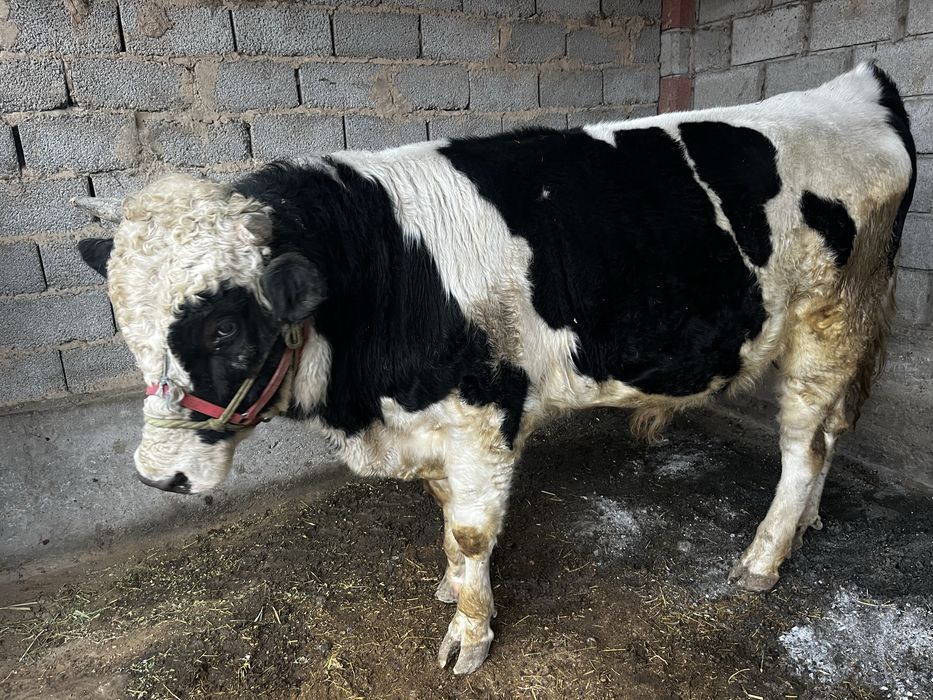 Өгіз бука бұқа огиз