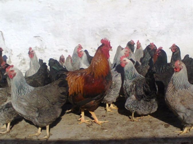 Яйца от Катунски кокошки три цвята