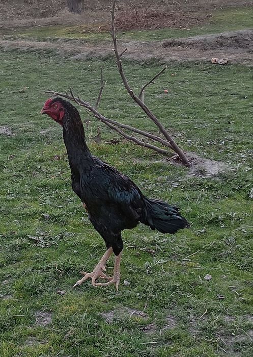 Xo'roz zot olishga bolaveradi