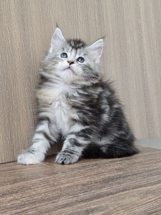 Шикарная девочка мейн-кун