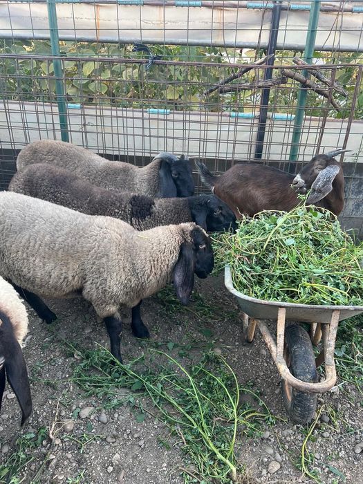Vând 4 berbeci miori țigaie sârbească