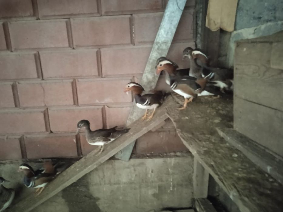 Утки мандаринки каролинки