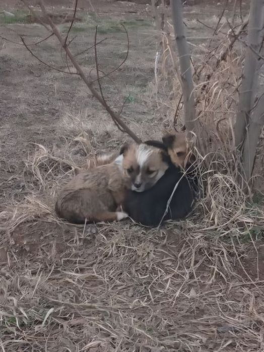 Отдам щенков(девочки) в добрые руки