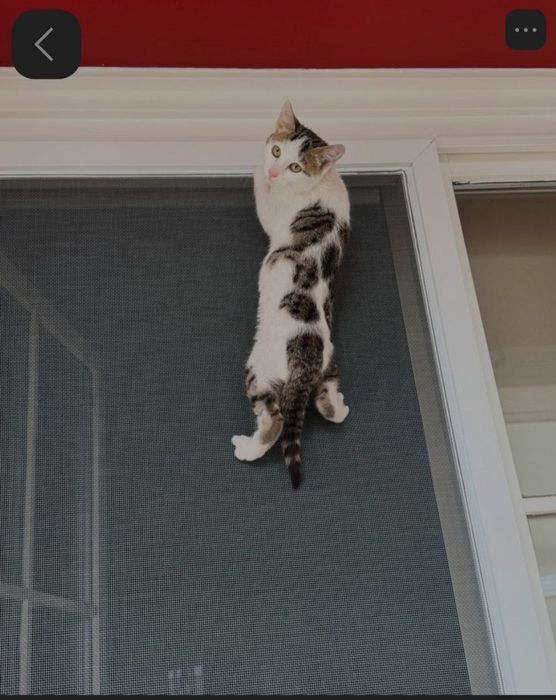 Москитная сетка для окно и для дверей!
Замер, доставка, Установка 24/7