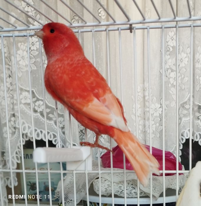 Канарейка. Нар. Сайрода  1 еш.