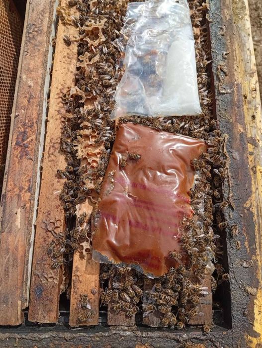 Пчелни отводки гр русе