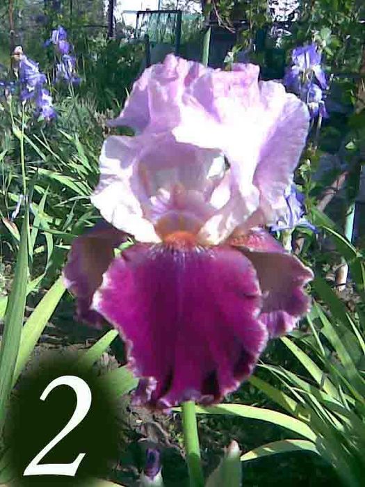 Кустарники цветущие и плодовые