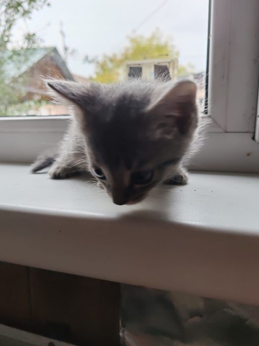 Отдаем котят породы бобтейл
