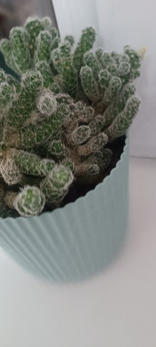 Продаю два вида кактусят