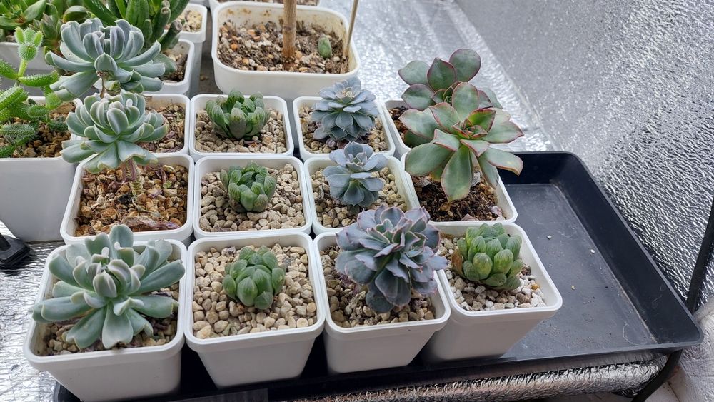 Цветы суккуленты