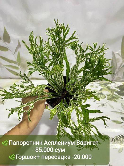 Декабрист, Антуриум, Рускус, Хамедорея и др