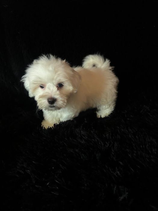 Bichon maltez baiat