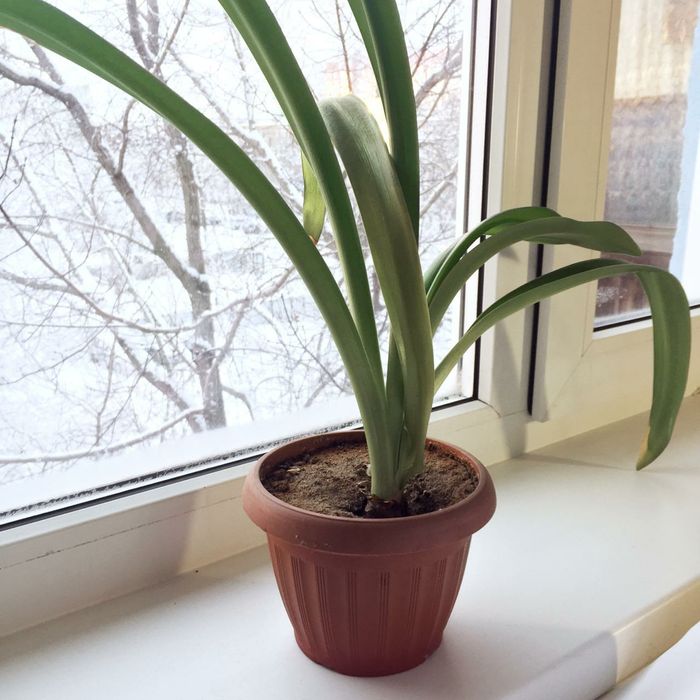 Цветы в горшочке